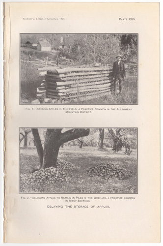 Storing Apples in a Field